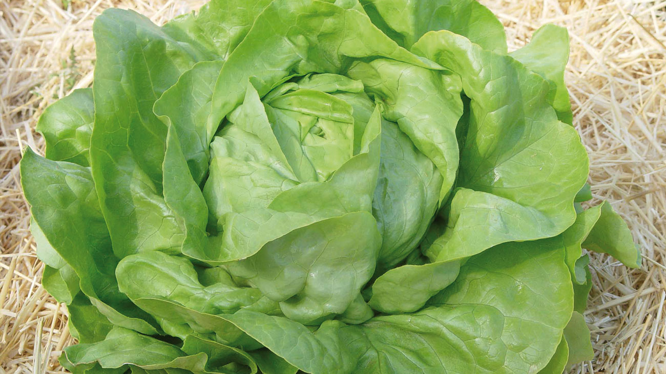 salata_slider