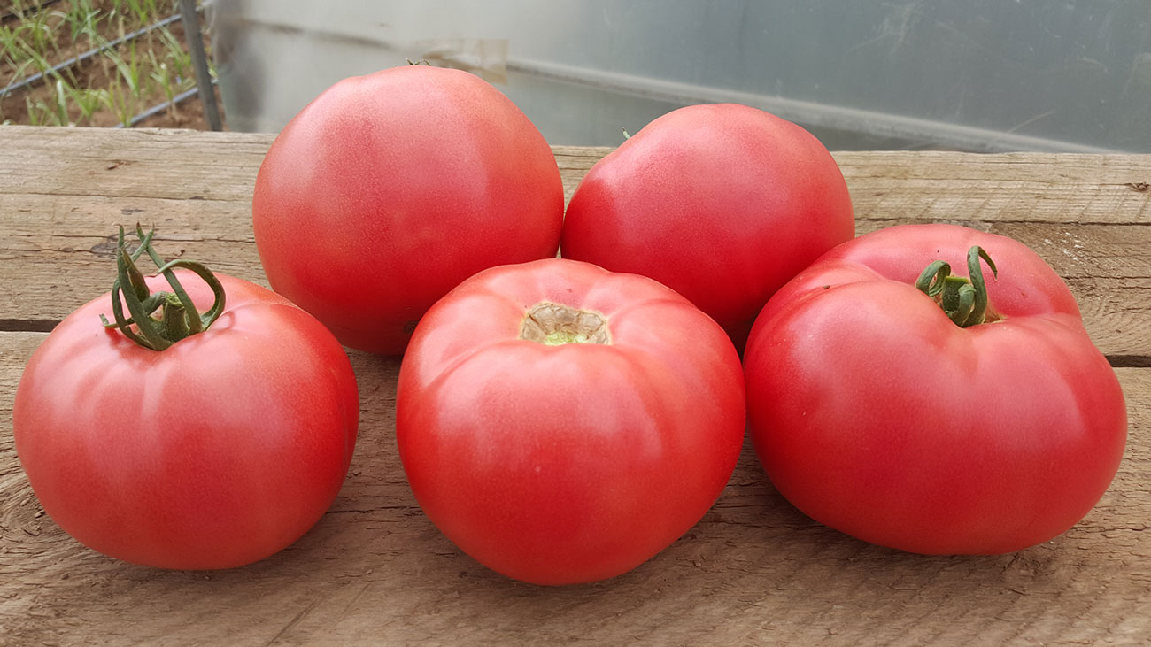 tomate_slide_3