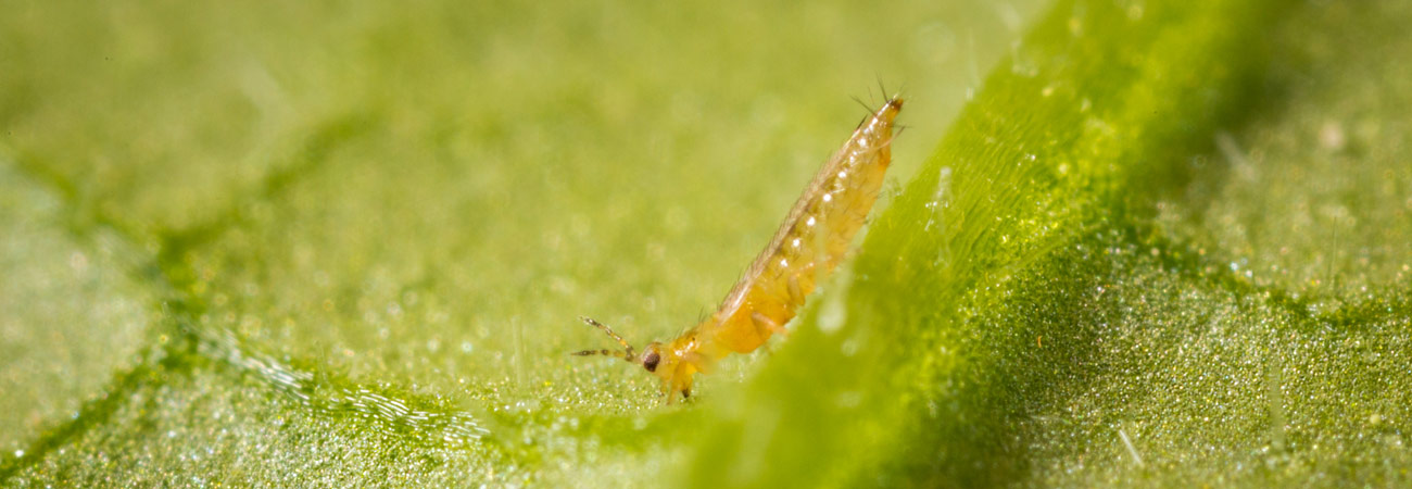 Thrips-header