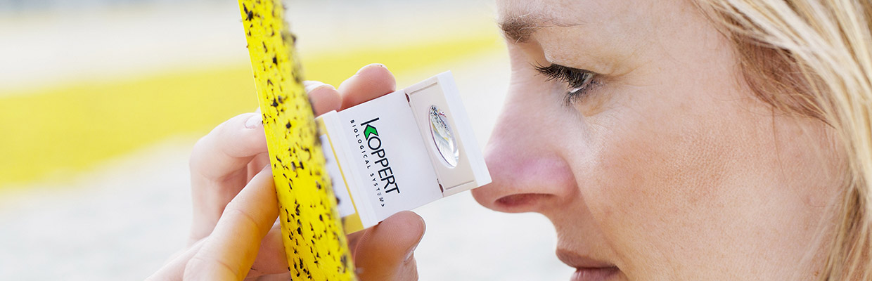koppert_header