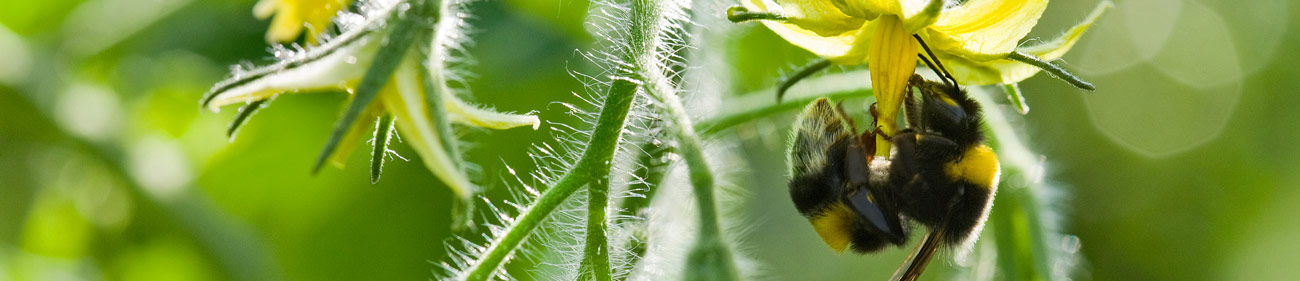 polenizare_header