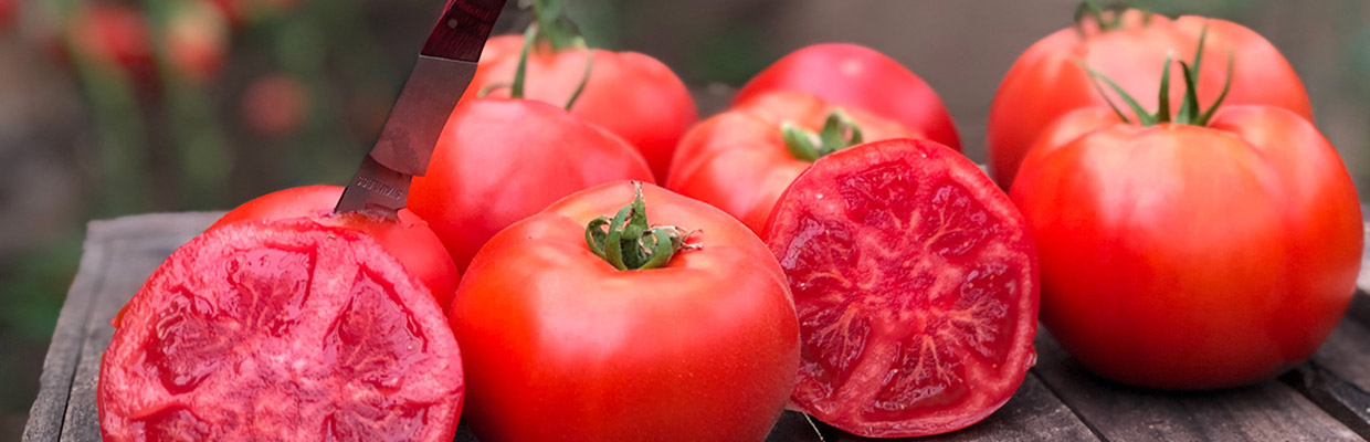 tomate_nederminate_header